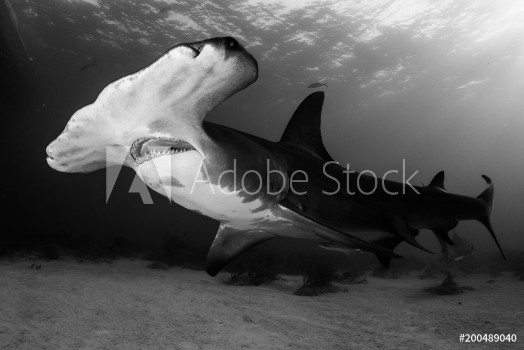 Picture of Great Hammerhead shark Bahamas